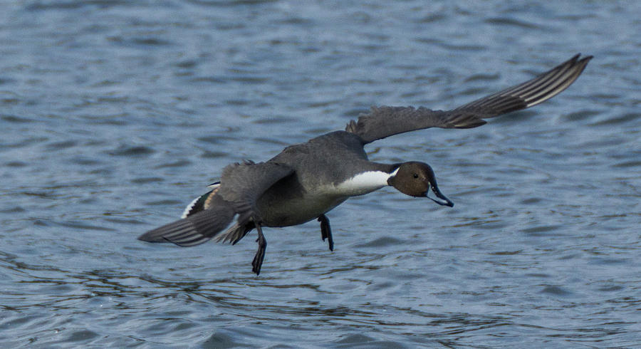 Northern Pintail Duck in Flight Photograph by Marilyn Wilson