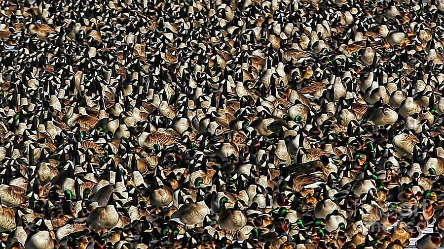 Duck Geese Abstraction Photograph by Elizabeth Winter