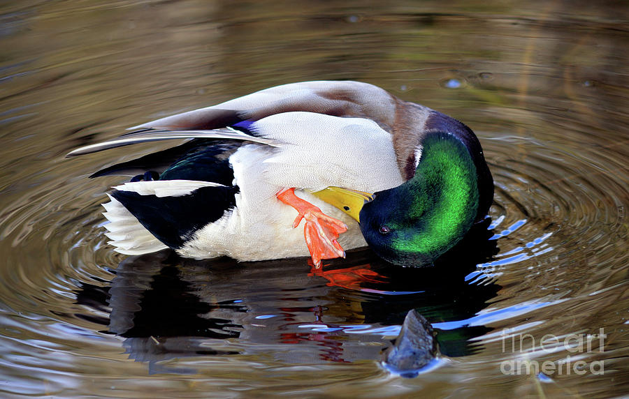 Duck Grooming Photograph by Terry Elniski