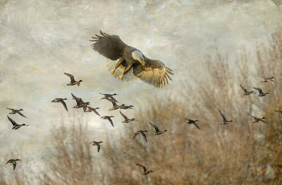 Eagle Photograph - Duck Hunting Eagle Style by Angie Vogel