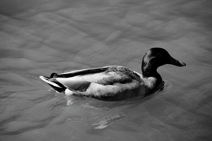 Duck in Black and White Photograph by Mike Murdock