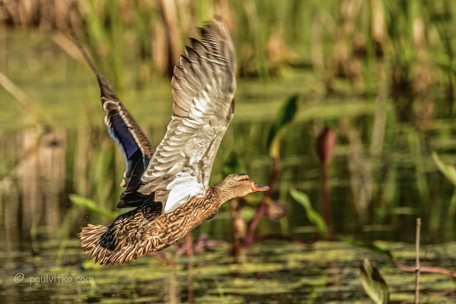 Duck In Marsh.... Photograph by Paul Vitko