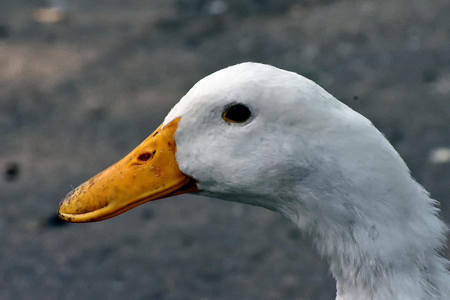 Duck in Profile Photograph by Robert Brown - Fine Art America