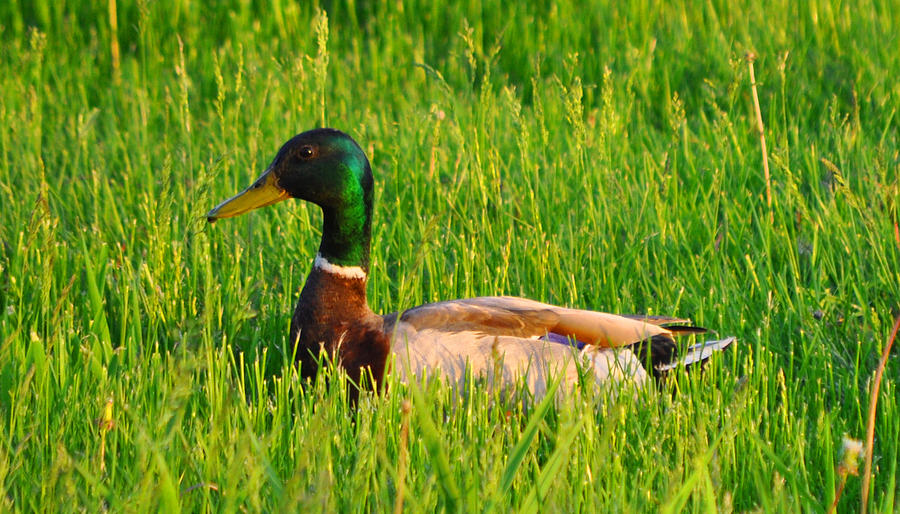 Duck in the Grass Photograph by Daniel Ness