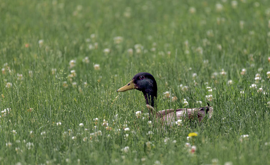 Duck in the grass  Photograph by Sam Rino