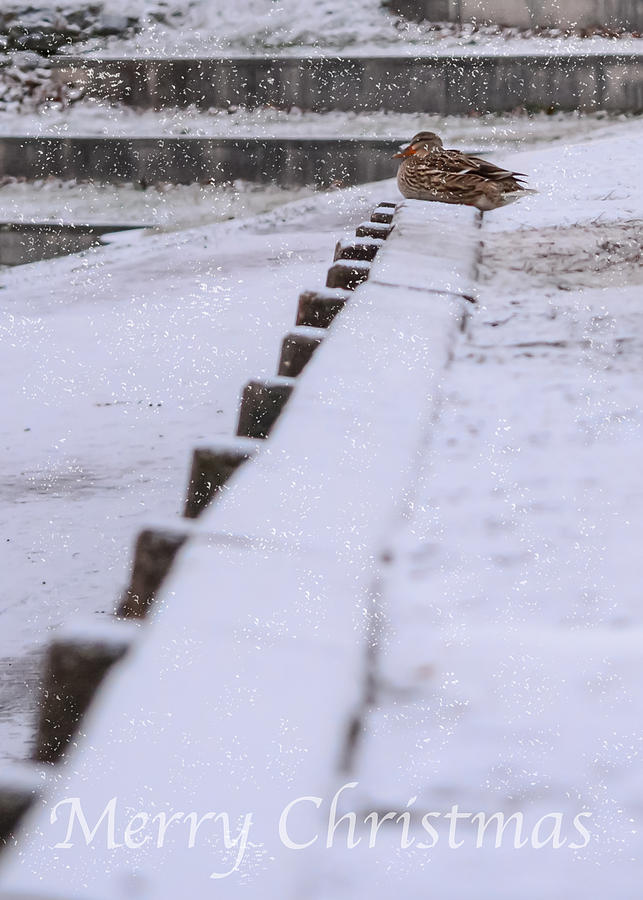 Duck In The Snow Photograph