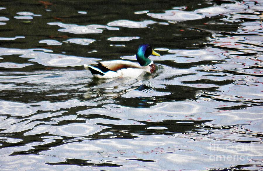 Duck in the Water Photograph by Sarah Loft