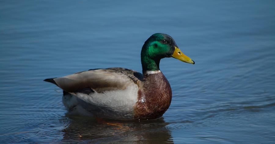 Duck In Water Photograph