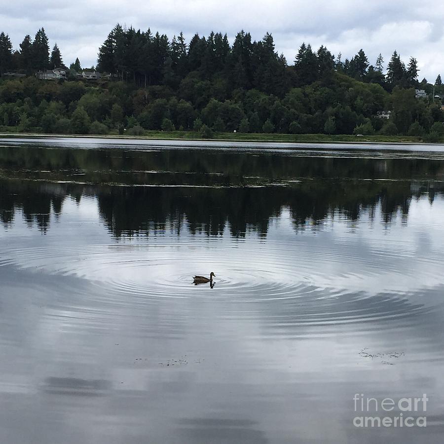 Duck Photograph - Duck In Water by LeLa Becker