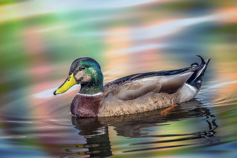 Duck in water with Autumn colors Photograph by Patrick Wolf