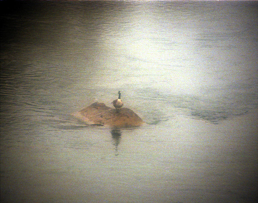 Duck Island Photograph by Emery Graham