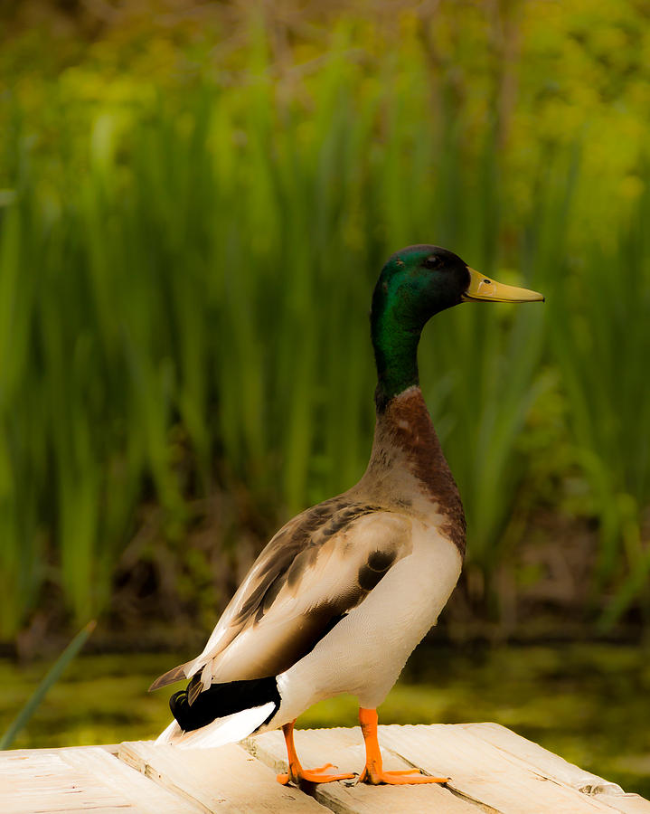 Duck Photograph by Jay Stockhaus