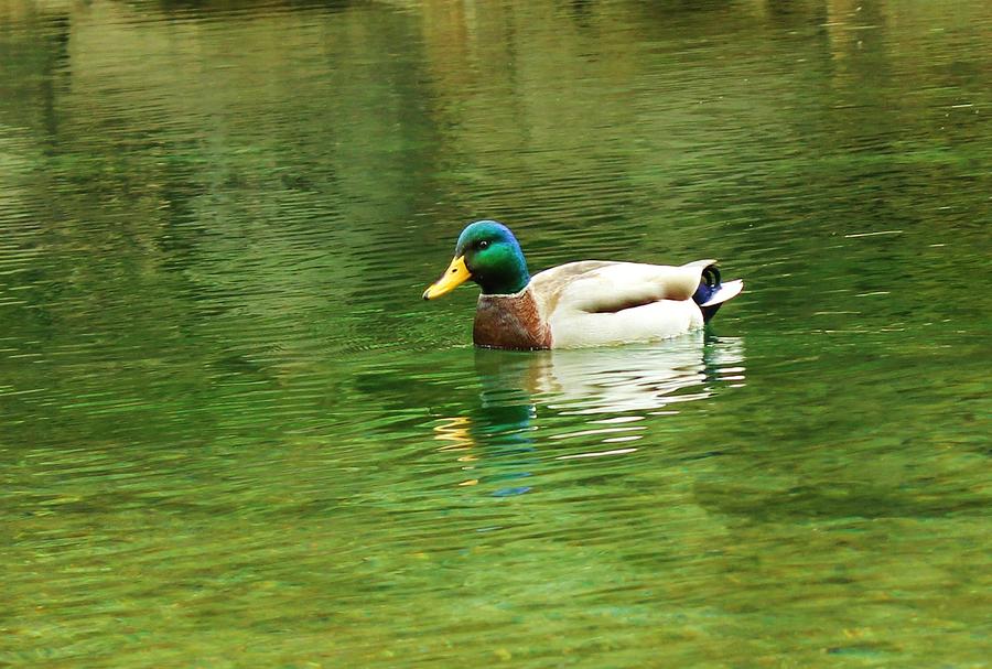 Duck Photograph - Duck by Julie Lourenco