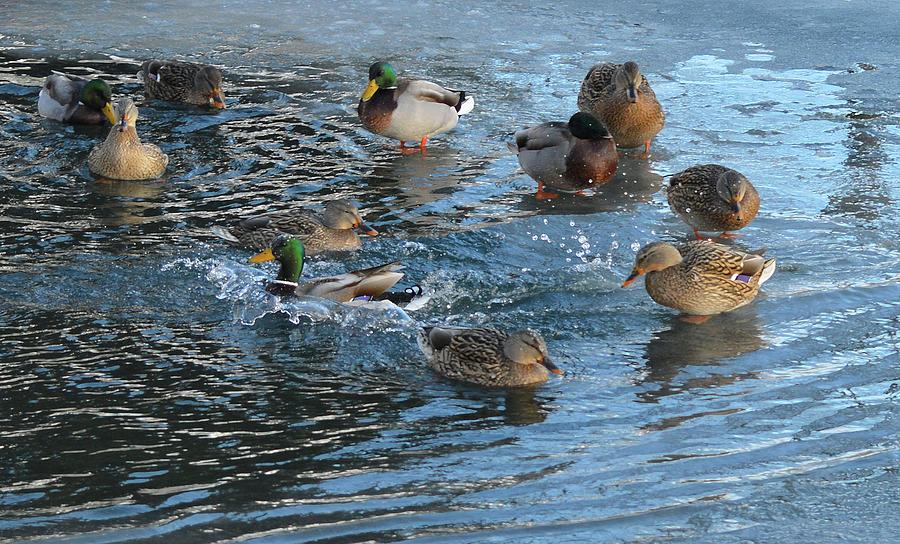Duck Landing On Water Two  Digital Art by Lyle Crump