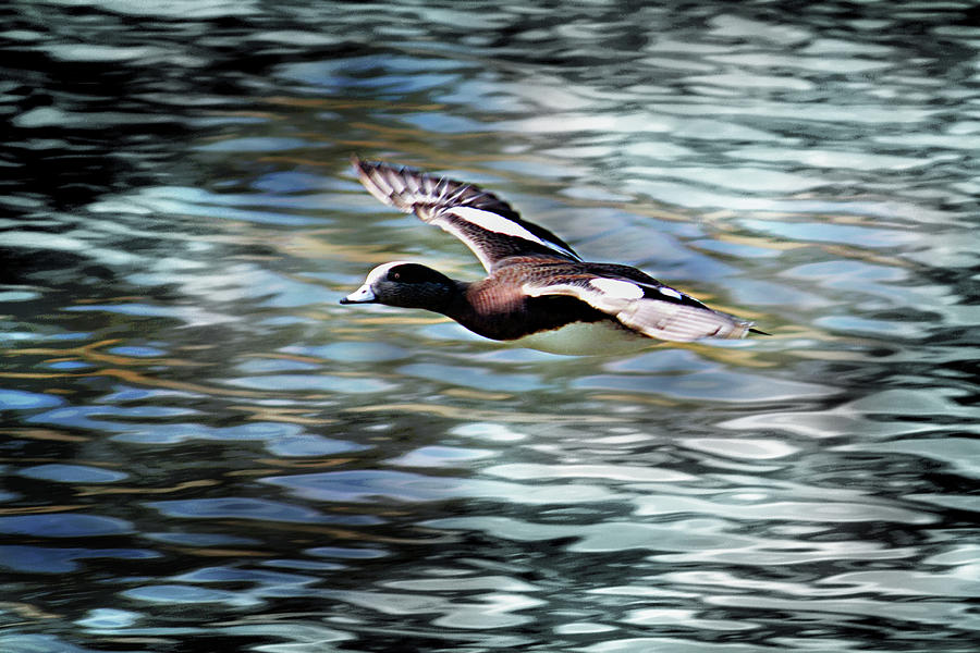 Duck Leader Digital Art by Brad Thornton