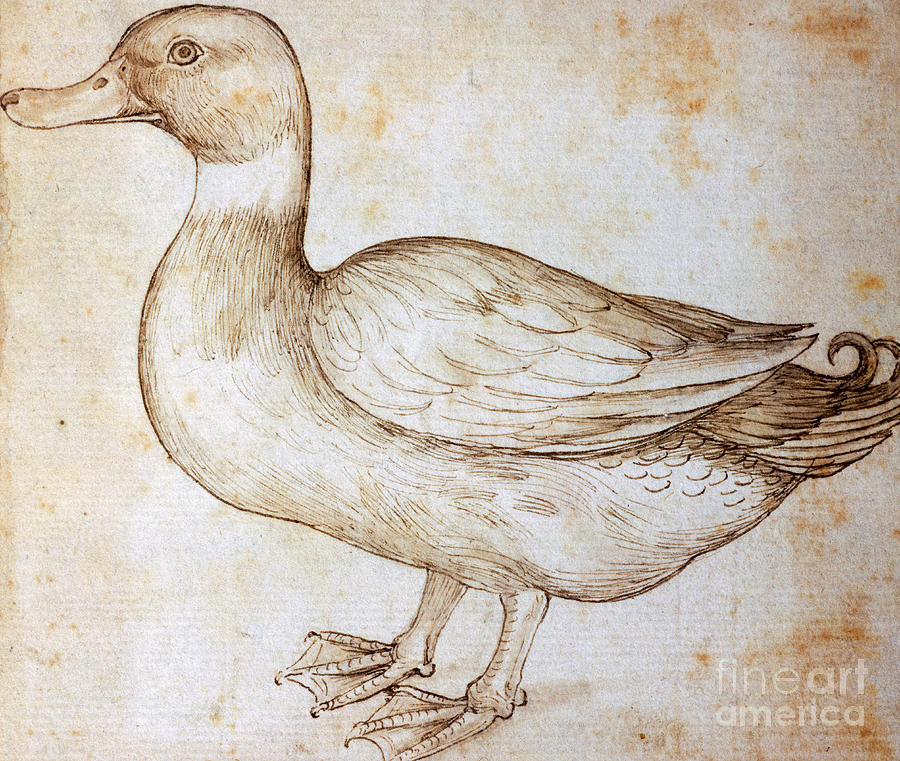 Duck Drawing by Leonardo Da Vinci | Gary's Luxury