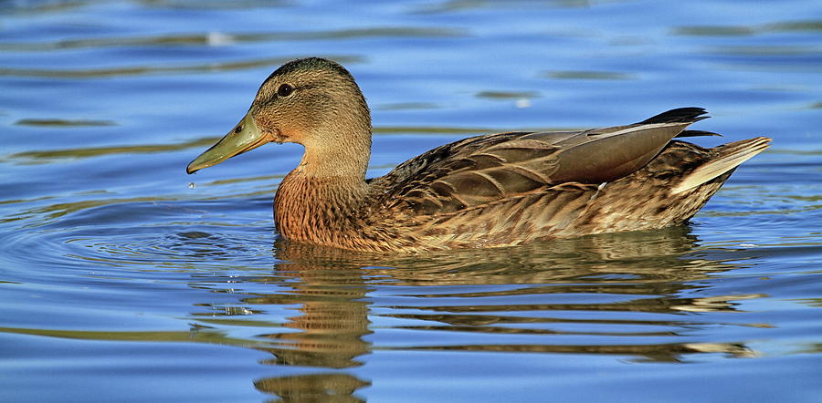 Duck Mallard On The Water Pyrography