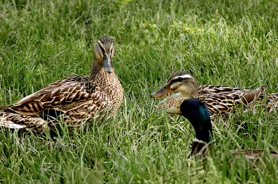 Duck Meeting at Frankenmuth Photograph by LeeAnn McLaneGoetz McLaneGoetzStudioLLCcom