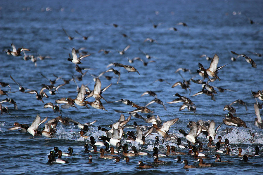 Duck Photograph - Duck Migration - Sandy Hook, NJ by Jake Danishevsky