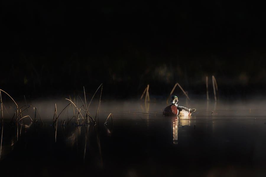 Duck Photograph - Duck of the Morning Mist by Bill Wakeley