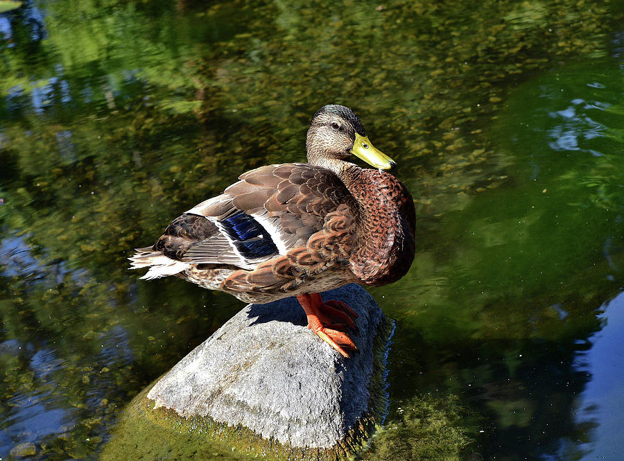 Duck on a Rock I  Photograph by Linda Brody