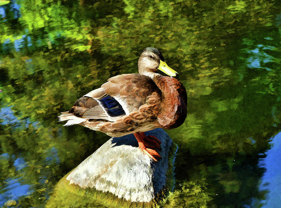 Duck on a Rock I Painterly  Digital Art by Linda Brody