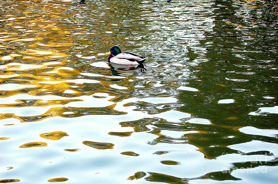 Duck On Crystal Lake Photograph by Mia Alexander
