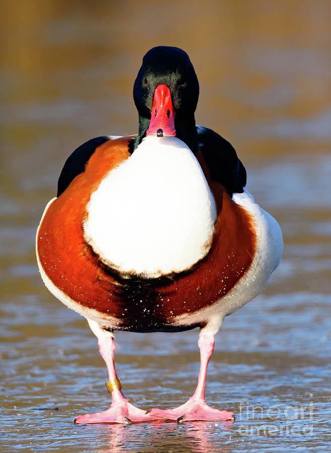 Duck on ice Photograph by Colin Rayner