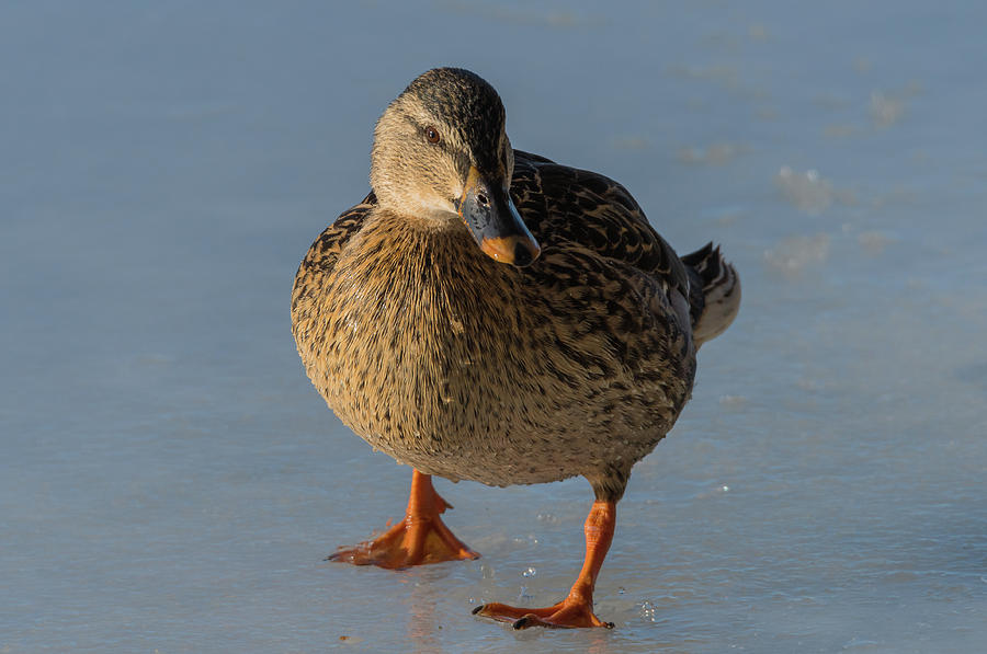Duck On Ice Photograph by Yeates Photography