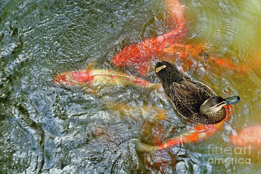 Duck Photograph - Duck on Koi by Kaye Menner by Kaye Menner