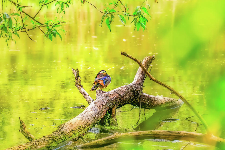 Duck on log.  Photograph by Leif Sohlman