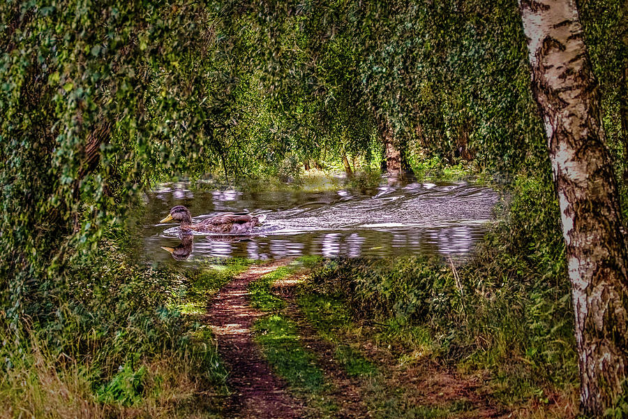 Duck on Path #g7 Photograph by Leif Sohlman