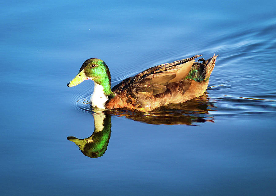 Duck on the Lake Photograph by Alison Frank
