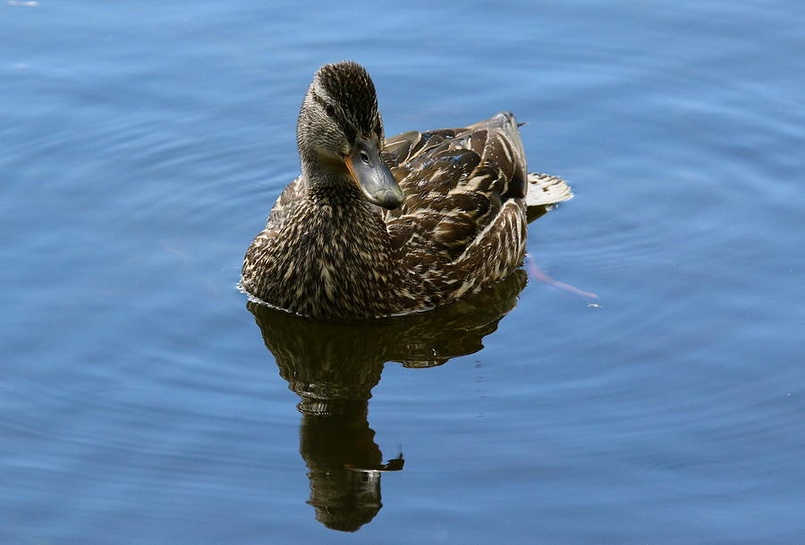 Duck On water Photograph by Denise Mazzocco - Fine Art America