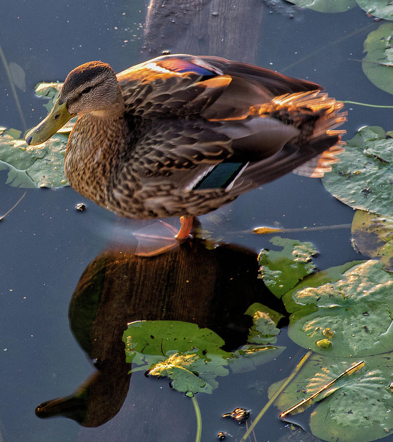 Duck or Decoy Photograph by Ellen Koplow