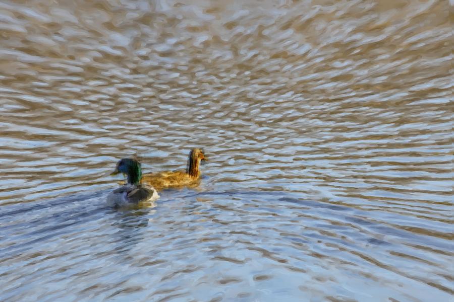 Duck Pair. Photograph