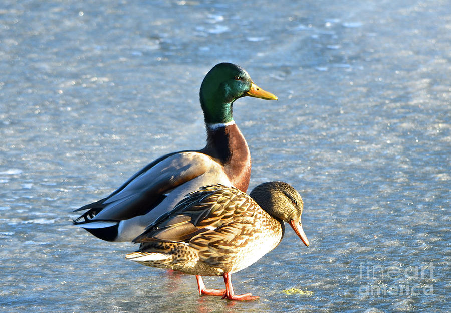 Duck Pair on Frozen Lake Photograph by Cindy Schneider