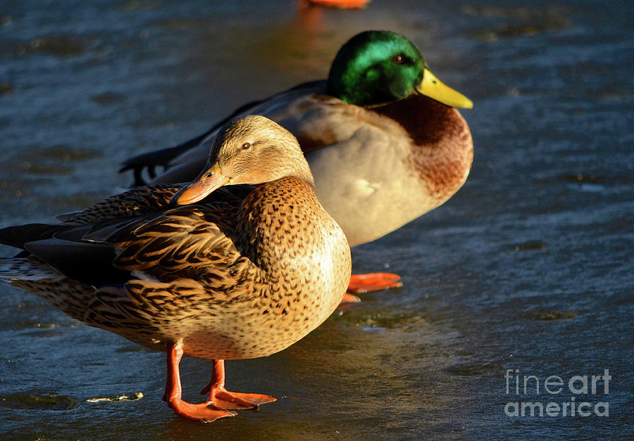 Duck Pair Sunbathing on Frozen Lake Photograph by Cindy Schneider