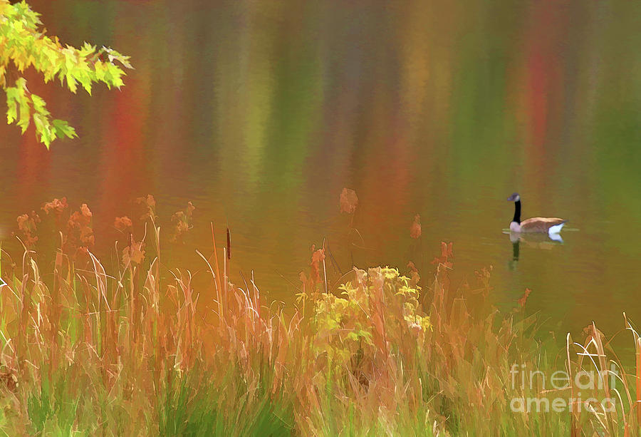 Duck Pond Autumn  Photograph by Chuck Kuhn