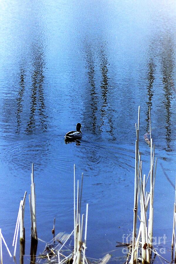 Duck pond Photograph by Jarek Filipowicz