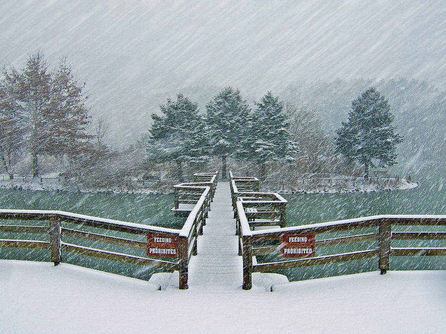Duck Pond Snowstorm Photograph by Mark Dottle