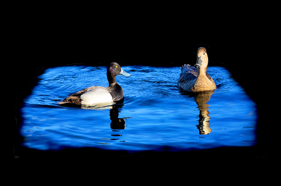 Duck Pond Photograph by Steven Michael