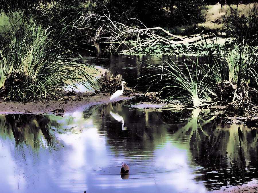 Duck Pond Reflections Version 1 by Kristalin Davis Photograph by Kristalin Davis