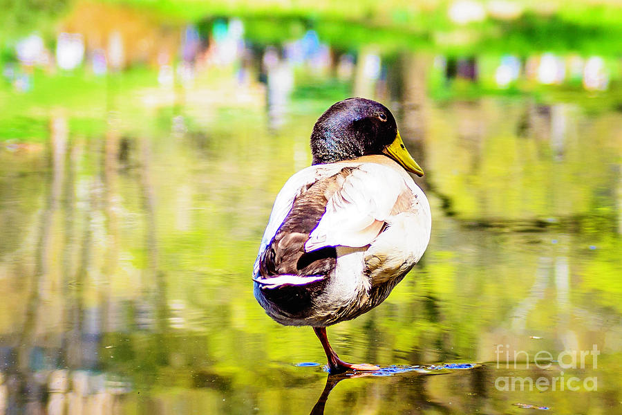 Ducks Portrait Photograph