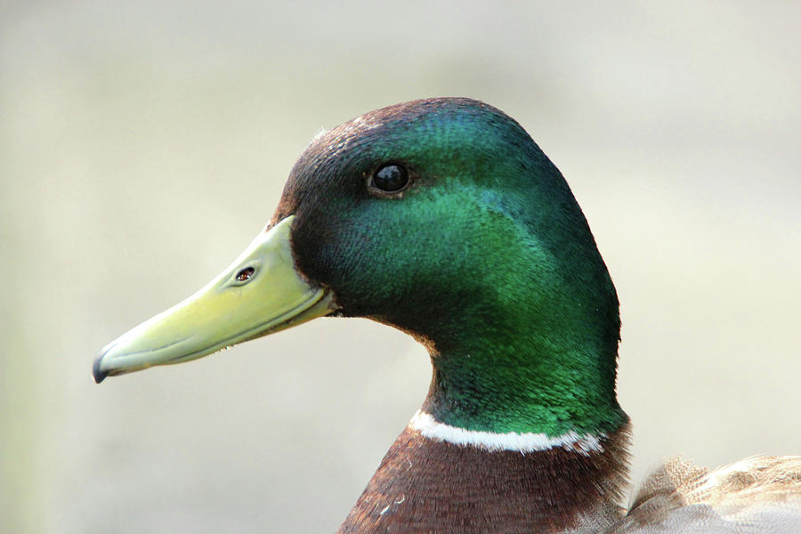 Duck Portrait Photograph by David Stasiak