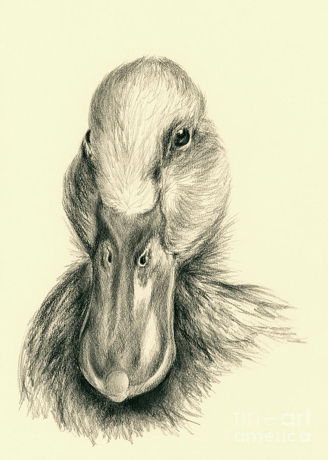Duck Portrait in Charcoal Drawing by MM Anderson