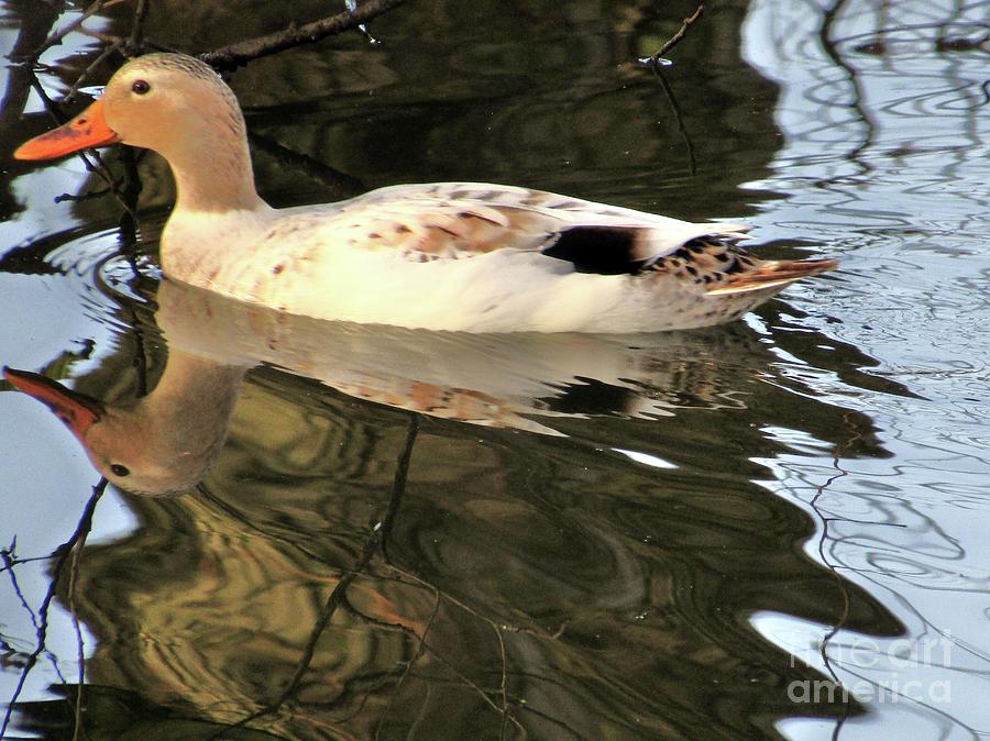 Duck! by Kim Dare