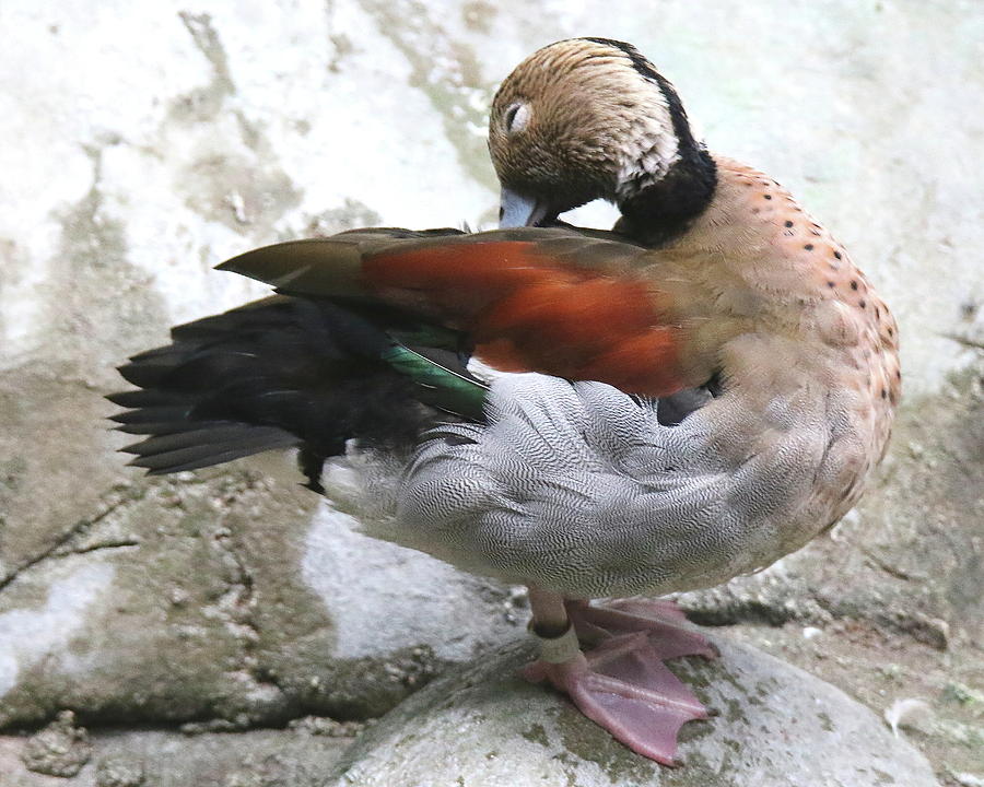 Ringed Teal Photograph by Arvin Miner