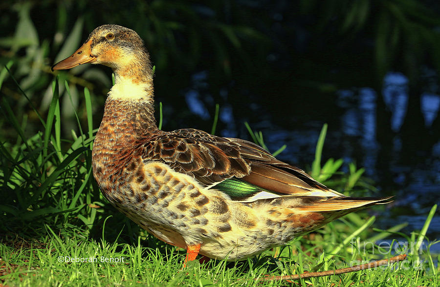Duck Quack Beauty Photograph by Deborah Benoit