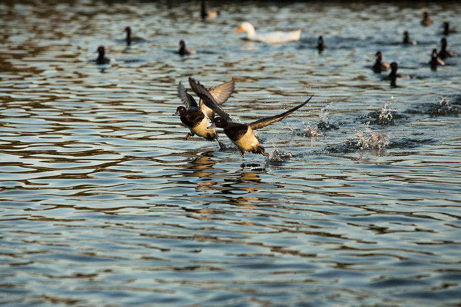 Duck Race Photograph by Jason Hughes